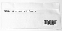 Gloniopsis biformis image